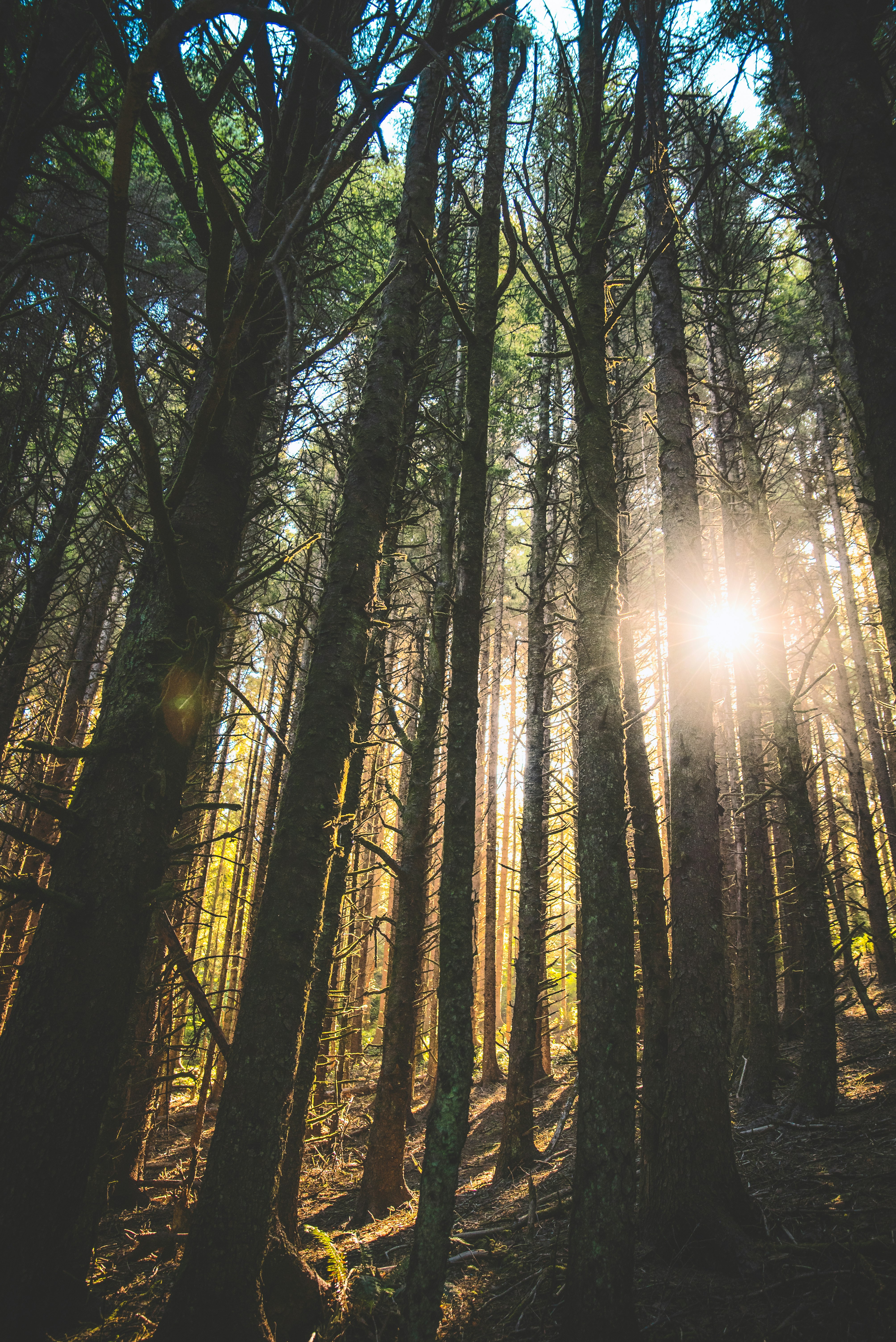 green trees in front of sun